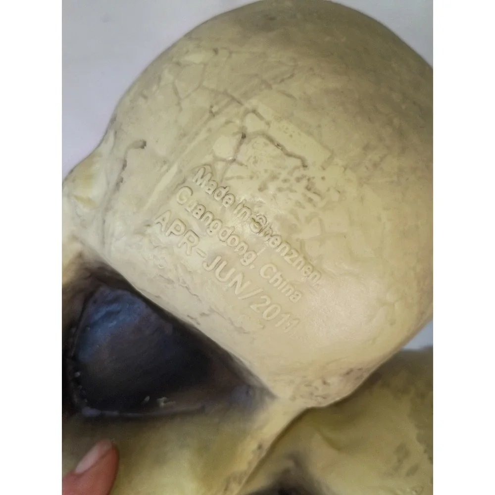 Halloween Skull Decoration Realistic Plastic Skeleton Head Horror Prop 7ct 2011